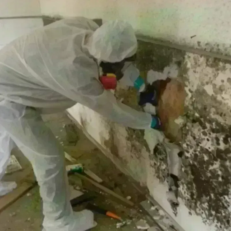 Mold Remediation and Removal in Dawson County, TX